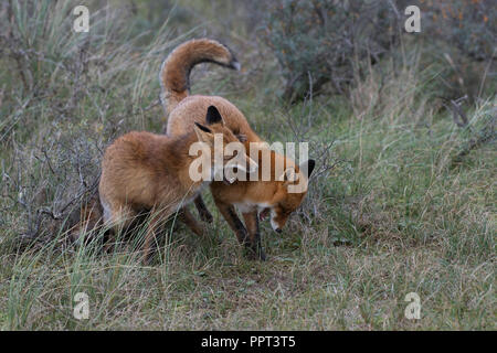 Rotfuechse (Vulpes vulpes), Niederlande Stockfoto