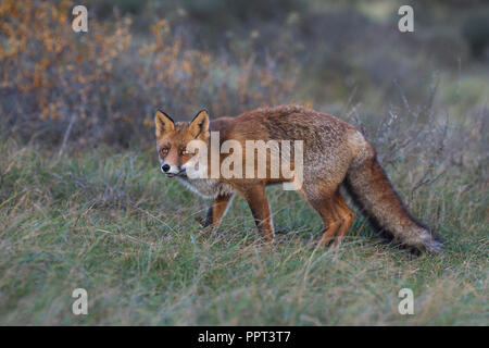 Rotfuchs (Vulpes vulpes), Niederlande Stockfoto