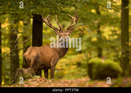 Rothirsch (Cervus elaphus), Brunft, Rotwild, Herbst, Laubwald, Daun, Rheinland-Pfalz, Deutschland Stockfoto