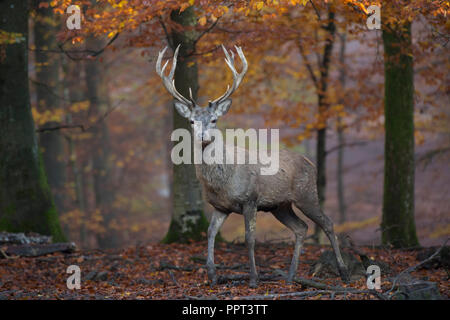 Rothirsch (Cervus elaphus), Brunft, Rotwild, Herbst, Laubwald, Daun, Rheinland-Pfalz, Deutschland Stockfoto