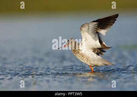 Rotschenkel (Tringa totanus), Texel, Niederlande Stockfoto