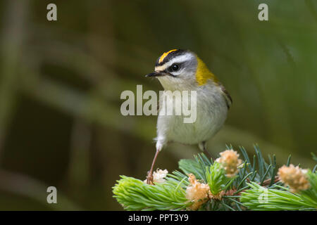 Sommergoldhaehnchen (Regulus ignicapilla), Rheinland-Pfalz, Eifel, Deutschland Stockfoto