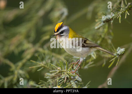 Sommergoldhaehnchen (Regulus ignicapilla), Rheinland-Pfalz, Eifel, Deutschland Stockfoto