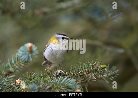 Sommergoldhaehnchen (Regulus ignicapilla), Rheinland-Pfalz, Eifel, Deutschland Stockfoto