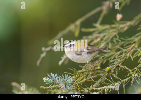 Sommergoldhaehnchen (Regulus ignicapilla), Rheinland-Pfalz, Eifel, Deutschland Stockfoto