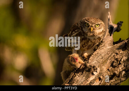 Steinkauz (Athene noctua) mit Ziesel, Beute, Hortobagy-Nationalpark, Ungarn Stockfoto