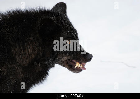 Timberwolf (Canis lupus lycaon), Wildpark Kasselburg, Gerostein, Deutschland Stockfoto