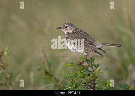 Wiesenpieper (Anthus pratensis), Texel, Nordholland, Niederlande Stockfoto