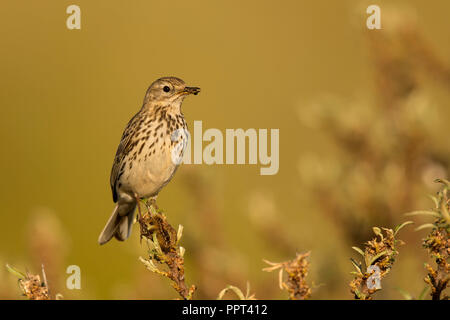 Wiesenpieper (Anthus pratensis), Texel, Nordholland, Niederlande Stockfoto