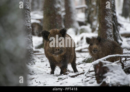 Wildschwein (Sus scrofa), Daun, Rheinland-Pfalz, Deutschland Stockfoto