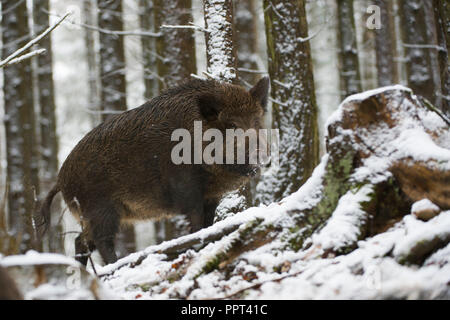 Wildschwein (Sus scrofa), Daun, Rheinland-Pfalz, Deutschland Stockfoto