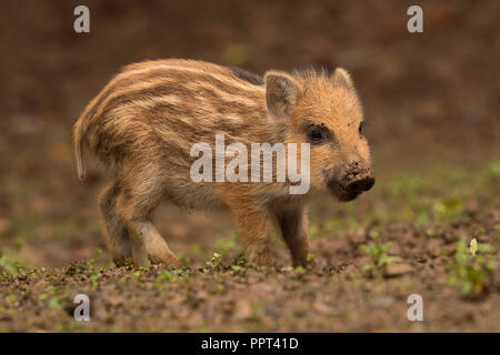 Wildschwein (Sus scrofa), Daun, Rheinland-Pfalz, Deutschland Stockfoto