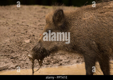 Wildschwein (Sus scrofa), Daun, Rheinland-Pfalz, Deutschland Stockfoto