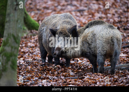 Wildschwein (Sus scrofa), Daun, Rheinland-Pfalz, Deutschland Stockfoto