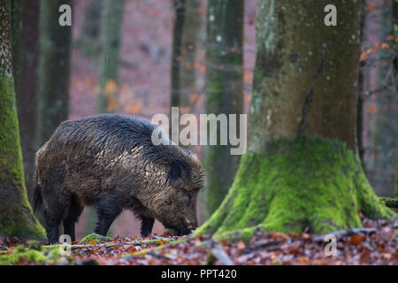 Wildschwein (Sus scrofa), Daun, Rheinland-Pfalz, Deutschland Stockfoto