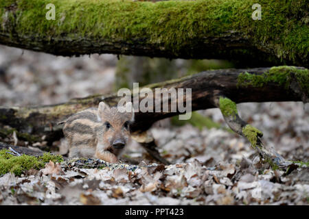 Wildschwein (Sus scrofa), Daun, Rheinland-Pfalz, Deutschland Stockfoto