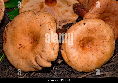 Milkcap oakbug, (Lactarius quietus) Stockfoto