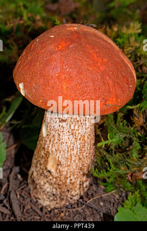 Red-capped scaber Halm, (Leccinum quercinum) Stockfoto