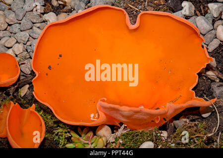 Orange Peel Pilz, (Aleuria Aurantia) Stockfoto