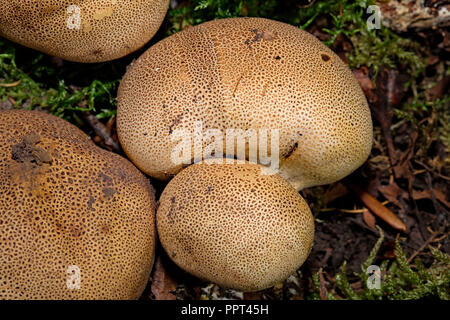 Leopard Earthball Pilz, (Sklerodermie areolatum) Stockfoto