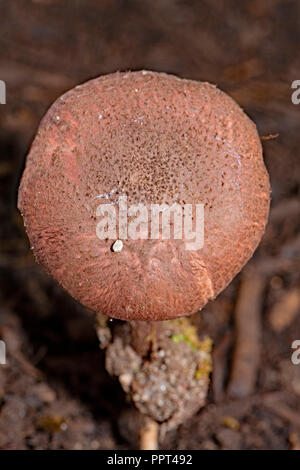 Sonnenschirm Pilz, (Lepiota fuscovinacea) Stockfoto