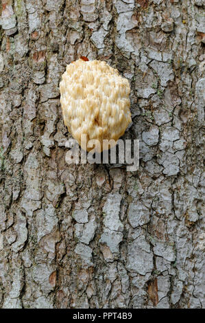 Hericium, Oktober, Nationalpark Bayerischer Wald, Deutschland (Hericium flagellum) Stockfoto