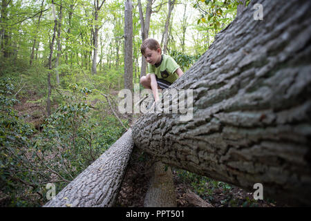 Ein Junge klettert Baumstämme bei Elk Neck State Park Stockfoto