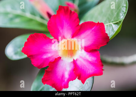 Adeniums, Desert Rose Blume Stockfoto