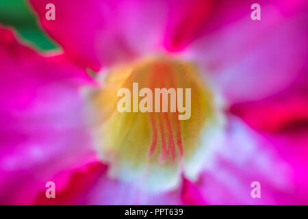 Adeniums, Desert Rose Blume Stockfoto