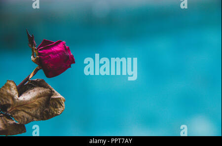 Getrocknete verblasste rote Rose Hintergrund, traurig valentine Stockfoto