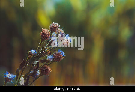 Getrocknete Feld Blume. Schließen oben mit kopieren. Stockfoto