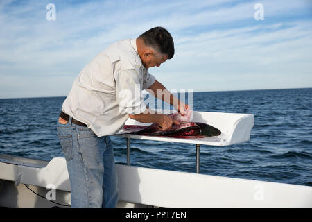 Man reinigt ein Fisch auf einem Charter Angeln Boot verfangen, Cape Cod, Massachusetts, USA. Stockfoto