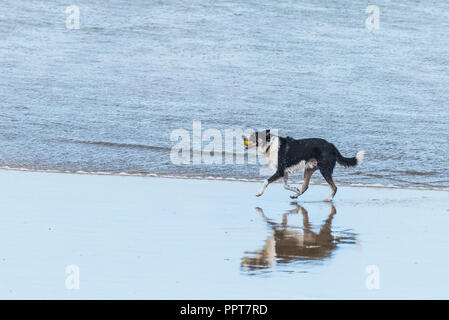 Ein Border Collie mit einem Tennisball im Mund entlang der Küstenlinie von Fistral Beach in Newquay in Cornwall. Stockfoto