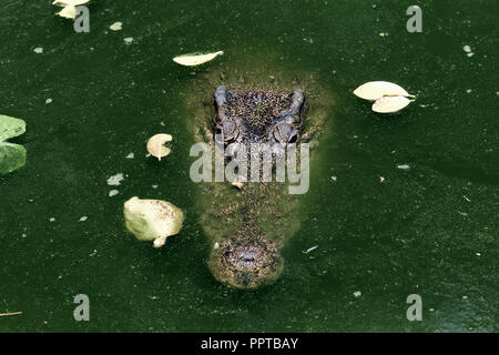 Siamesische Krokodil (Crocodylus siamensis) im grünen Sumpf Stockfoto