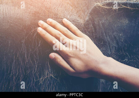 Menschliche Hand berühren eine schreiende Elefanten Körper Stockfoto