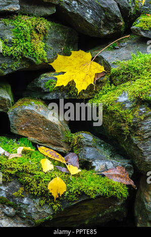 Gelben Blätter im Herbst auf Stein Wand bedeckt mit Moos. Stockfoto