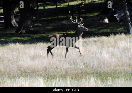 London, Großbritannien. 27. Sep 2018. UK Wetter: heißen Tag in Richmond Park am Ende September. Credit: JOHNNY ARMSTEAD/Alamy leben Nachrichten Stockfoto