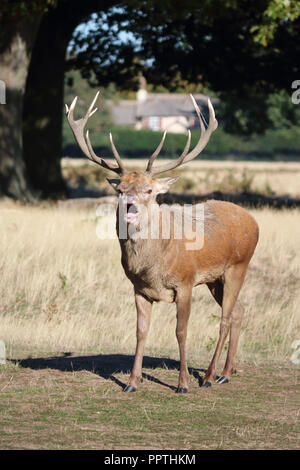 Bushy Park London England UK. 27. September 2018. Die brunftzeit in Bushy Park South West London begonnen hat, mit dem Rotwild Hirsche Gebrüll eine Warnung für andere Männer sich von ihrer Herde zu halten. Credit: Julia Gavin/Alamy leben Nachrichten Stockfoto