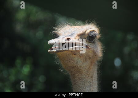 Jinja, Uganda. 27, September, 2018. Eine weibliche Strauß auf der Uganda Wildlife Conservation Education Center während der nationalen Feierlichkeiten stall Welt Tourismus Tag am Jinja Rugby Gelände zu markieren. Credit: Donald Kiirya/Alamy Leben Nachrichten. Stockfoto