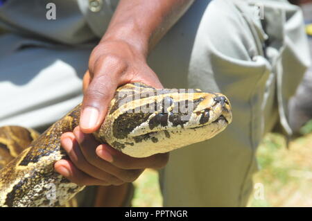 Jinja, Uganda. 27, September, 2018. Eine afrikanische Rock Python auf Anzeige an der Uganda Wildlife Conservation Education Center während der nationalen Feierlichkeiten stall Welt Tourismus Tag am Jinja Rugby Gelände zu markieren. Credit: Donald Kiirya/Alamy Leben Nachrichten. Stockfoto