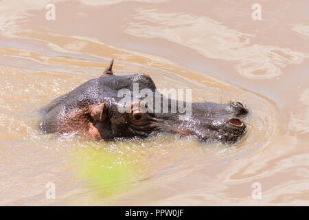 Teilweise Flusspferde im Mara River, Masai Mara Reserve, Kenia versenkt Stockfoto