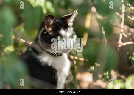Schwarze und weiße Katze portrait in einem Garten - grüne Augen, rosa Nase Stockfoto