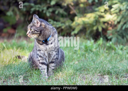 Gestreift grau Katze sitzt auf Gras im Garten, auf der Suche nach Links Stockfoto