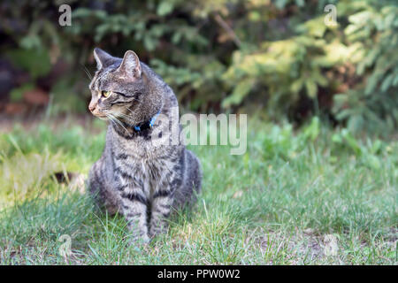 Gestreift grau Katze sitzt auf Gras im Garten, den Kopf leicht nach links gedreht Stockfoto