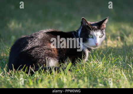 Schwarze und weiße Katze liegend auf Gras im Garten, Blick in die Kamera Stockfoto