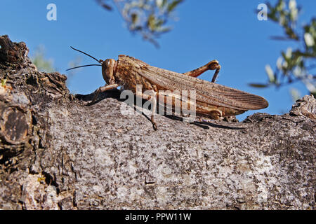 Grasshopper, ägyptische Heuschrecke, auf einem Zweig gestellt Stockfoto