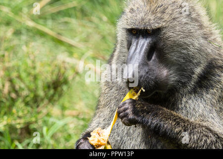 Nach olive Baboon (papio Anubis) Essen eine Banane, Masai Mara National Reserve, Kenia Stockfoto