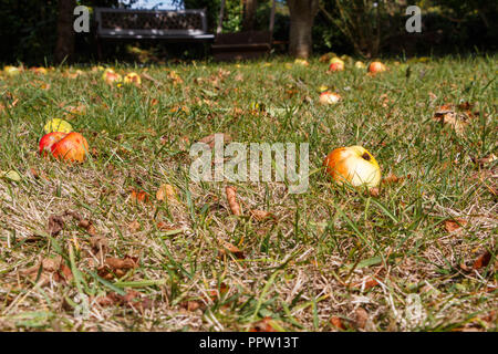 Faule Äpfel auf dem Boden des Obstgartens im Herbst Stockfoto