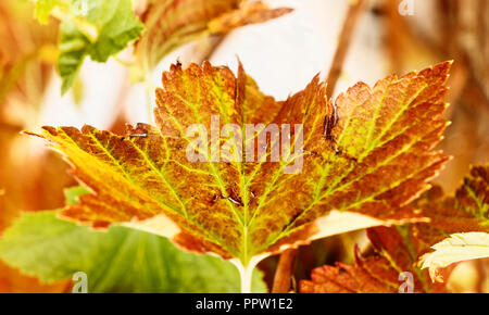 Fantastische schwarze Johannisbeere blatt Nahaufnahme, herbstliche Farben, gesättigte Farben, horizontale Zusammensetzung Stockfoto