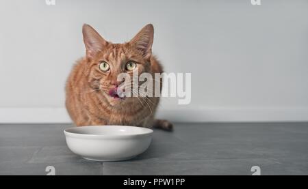 Cute ginger cat Licking sein Gesicht neben einem weissen Futternapf. Stockfoto